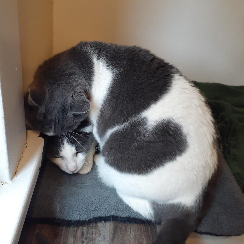 Scout, a Adoptable Domestic Short Hair in Pittsburgh, PA image 5/5