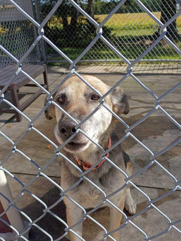Enlarge Babs, a Adoptable mixed breed in Bowling Green, OH image 1/3