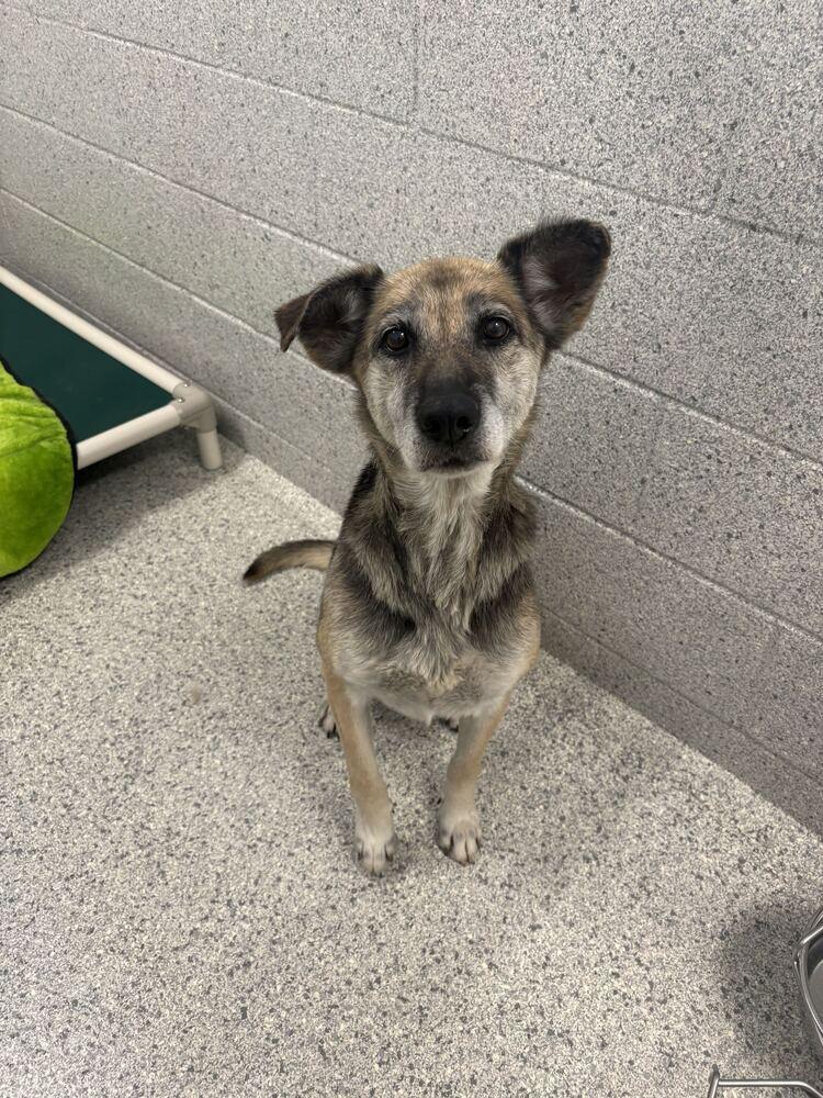 Enlarge Babs, a Adoptable mixed breed in Bowling Green, OH image 2/3