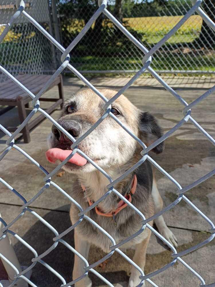 Enlarge Babs, a Adoptable mixed breed in Bowling Green, OH image 3/3