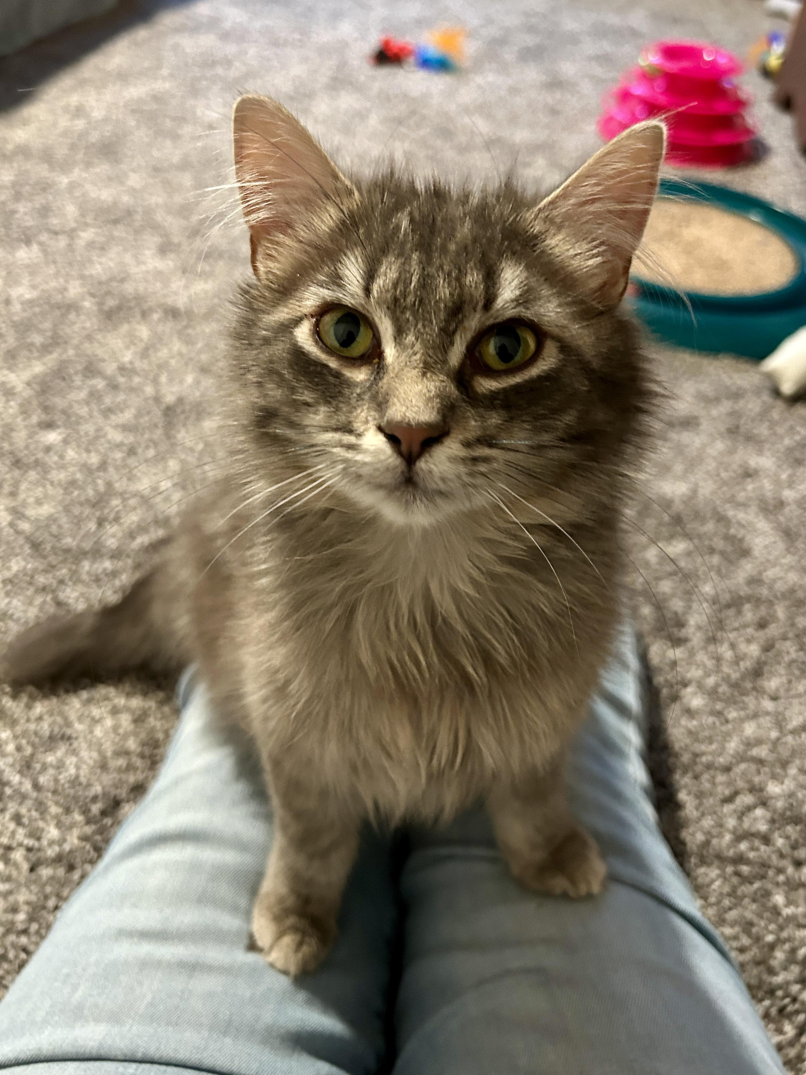 Fluffy (Bonded with Fluffer), an adoptable Domestic Long Hair in Sauk City, WI image 2/5