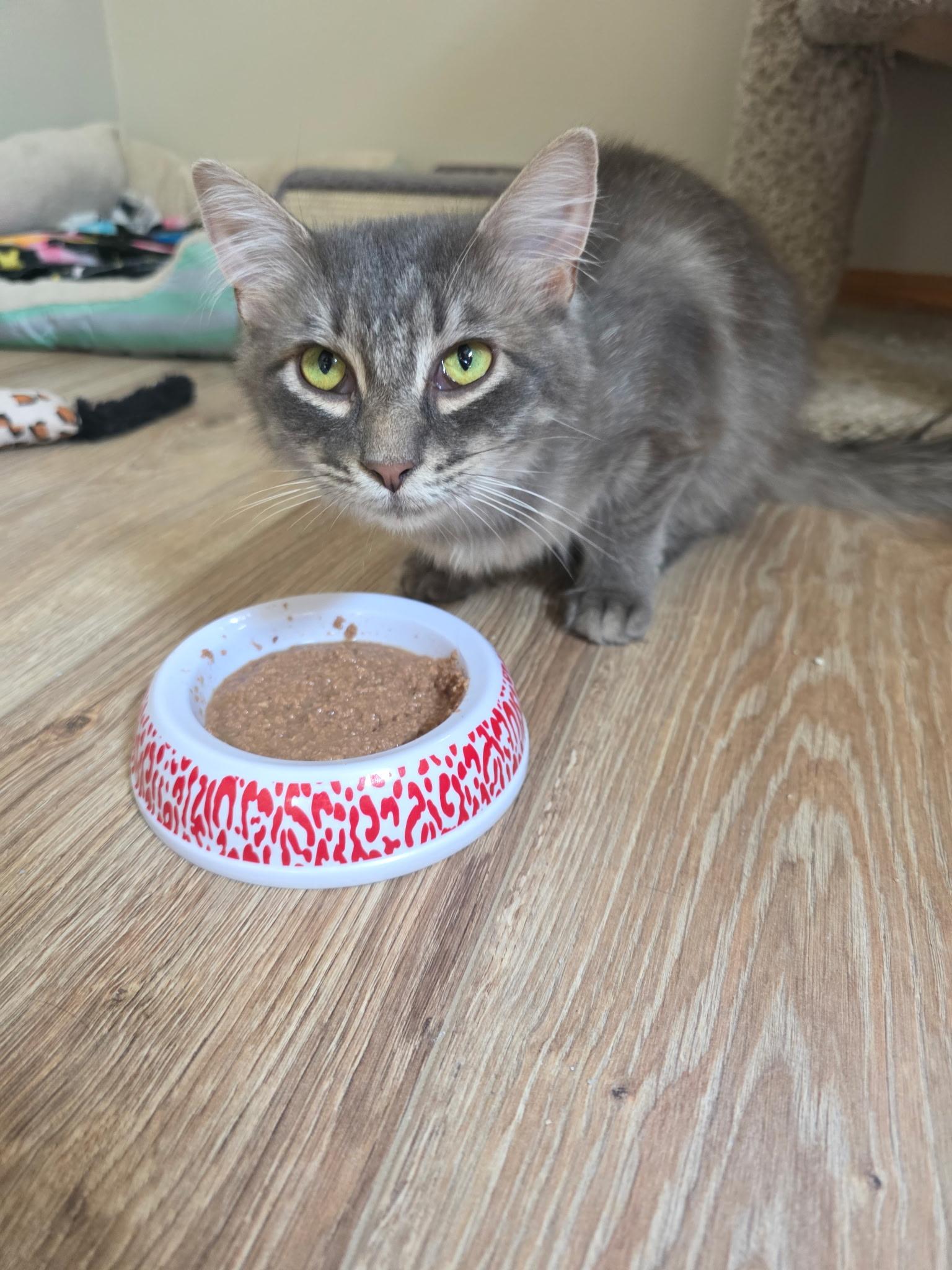 Fluffy (Bonded with Fluffer), an adoptable Domestic Long Hair in Sauk City, WI image 3/5