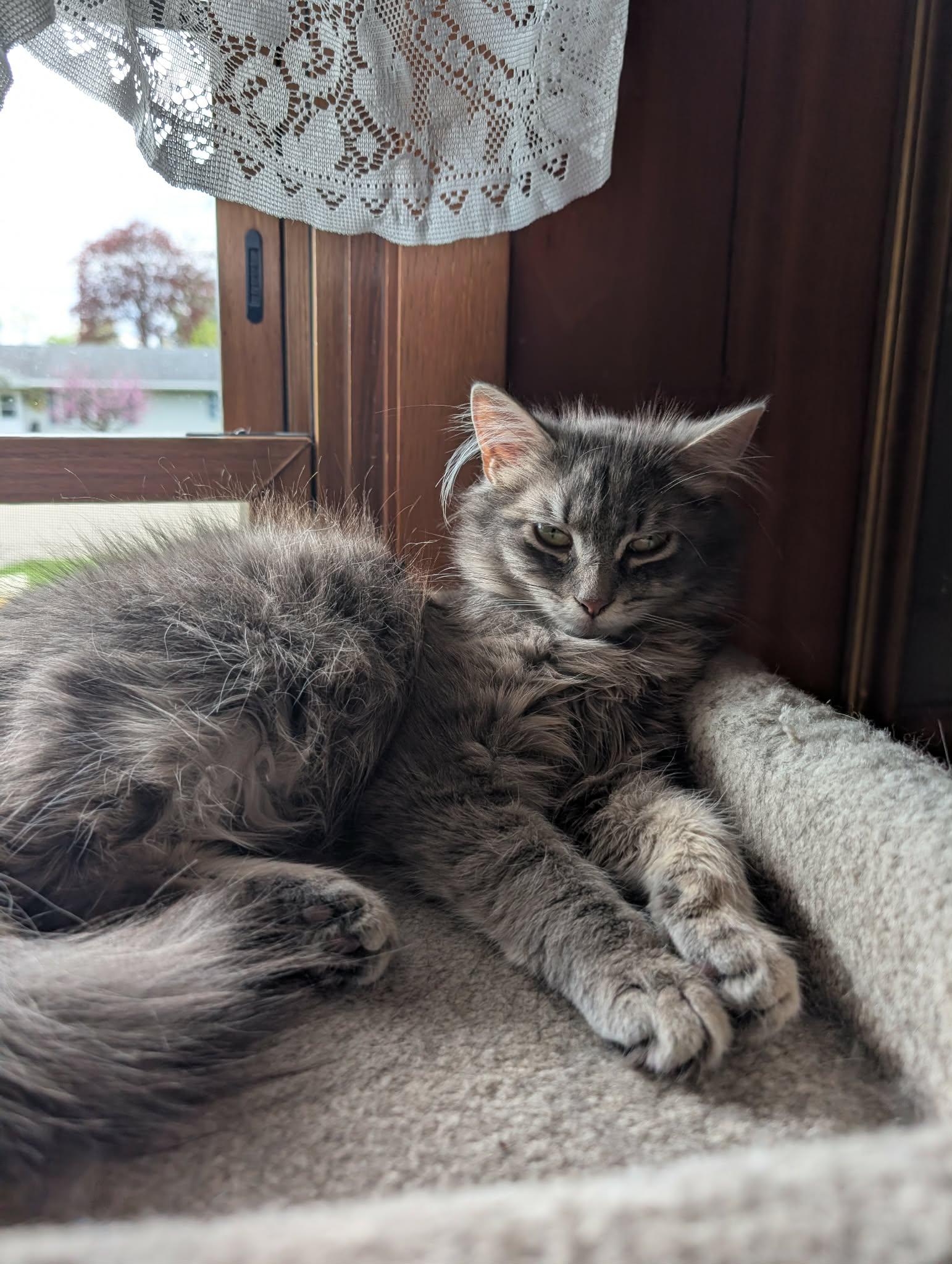 Fluffy (Bonded with Fluffer), an adoptable Domestic Long Hair in Sauk City, WI image 4/5