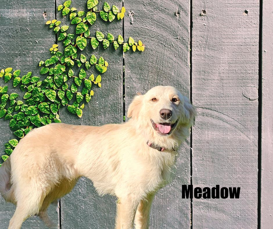 Enlarge Carmela and Meadow, a Adoptable mixed breed in Marshville, NC image 2/5