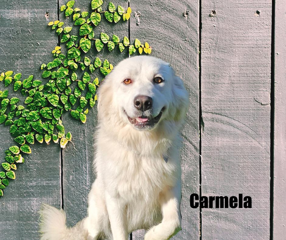 Enlarge Carmela and Meadow, a Adoptable mixed breed in Marshville, NC image 1/5