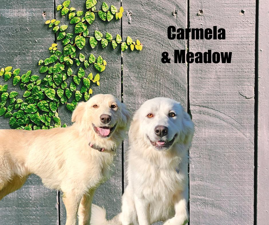 Carmela and Meadow, adoptable, Adult Female Great Pyrenees.