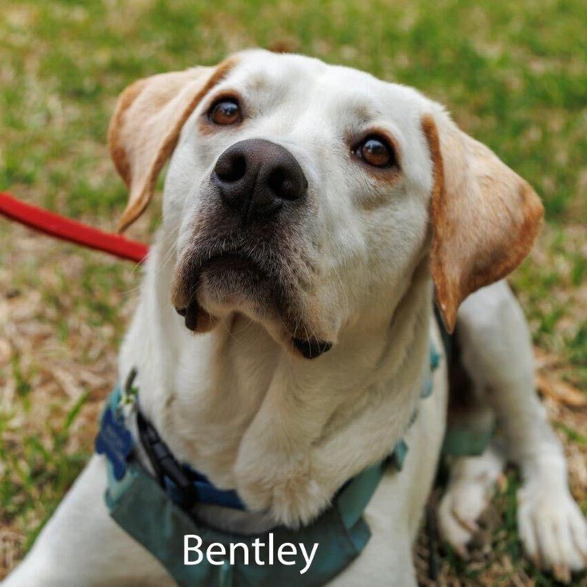 Bentley3, Adoptable, Adult Male Labrador Retriever.