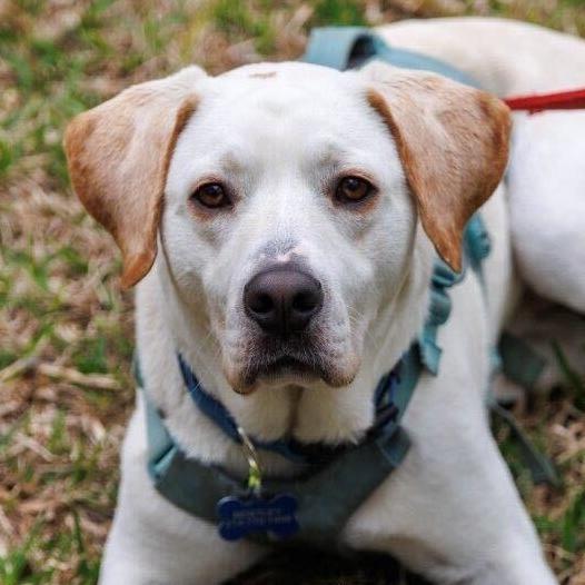 Enlarge Bentley3, a Adoptable Labrador Retriever in Dallas, TX image 2/6