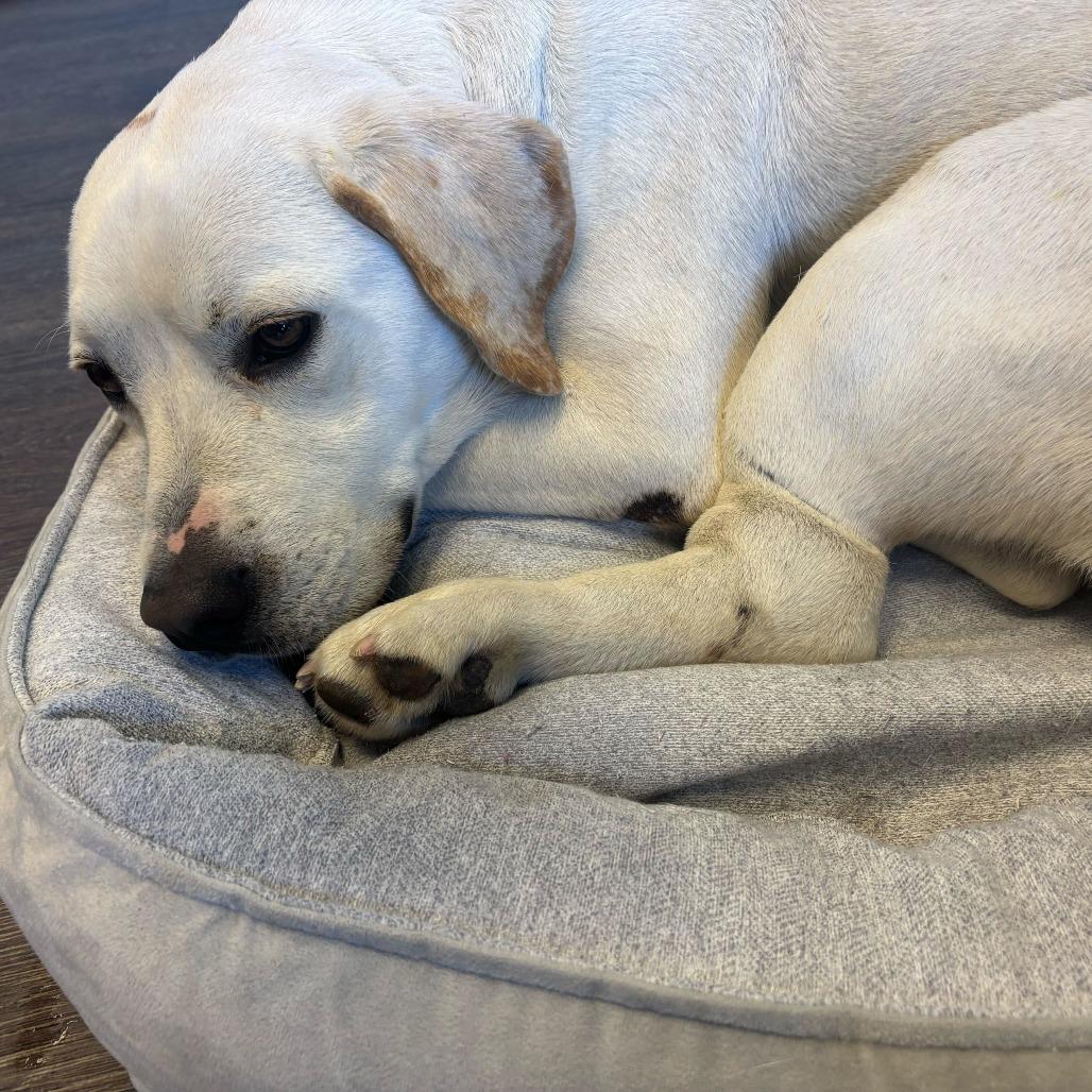 Enlarge Bentley3, a Adoptable Labrador Retriever in Dallas, TX image 3/6