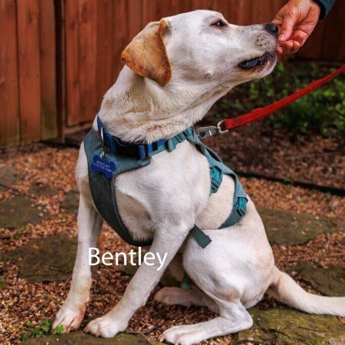 Enlarge Bentley3, a Adoptable Labrador Retriever in Dallas, TX image 4/6