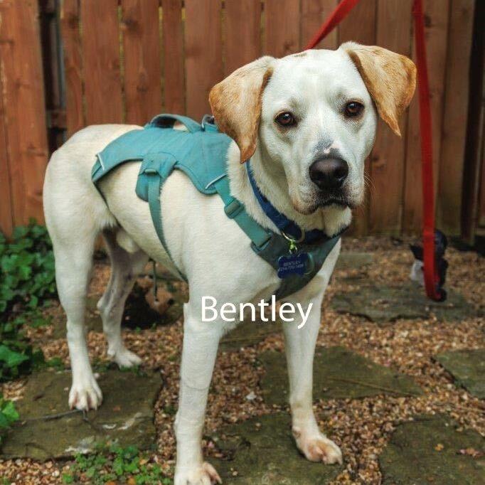 Enlarge Bentley3, a Adoptable Labrador Retriever in Dallas, TX image 5/6