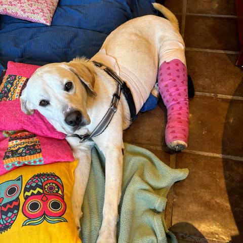 Enlarge Bentley3, a Adoptable Labrador Retriever in Dallas, TX image 6/6