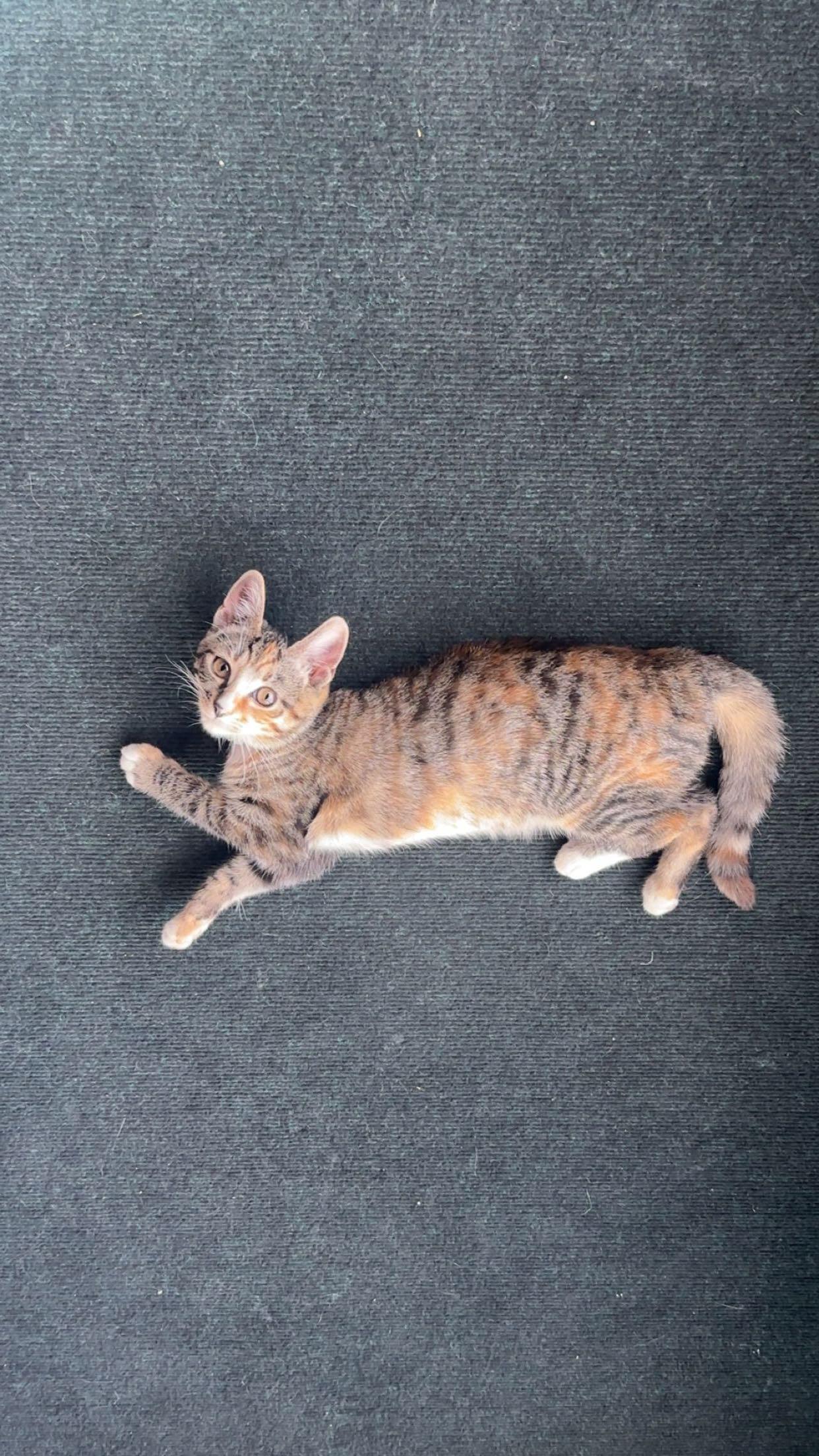 Enlarge Carrot Cake, a Adoptable Domestic Short Hair in Highland, IN image 1/4