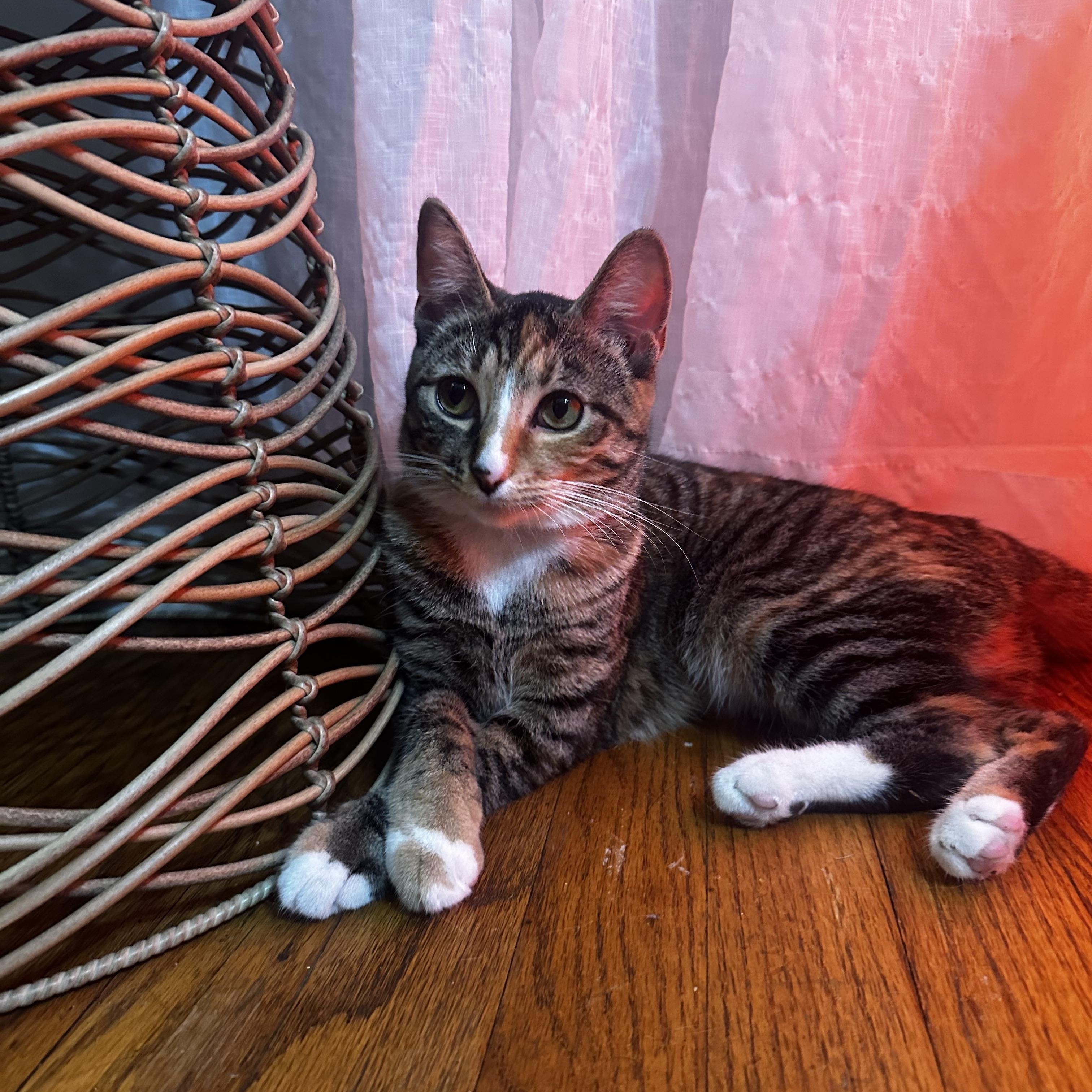 Carrot Cake, Adoptable, Young Female Domestic Short Hair.