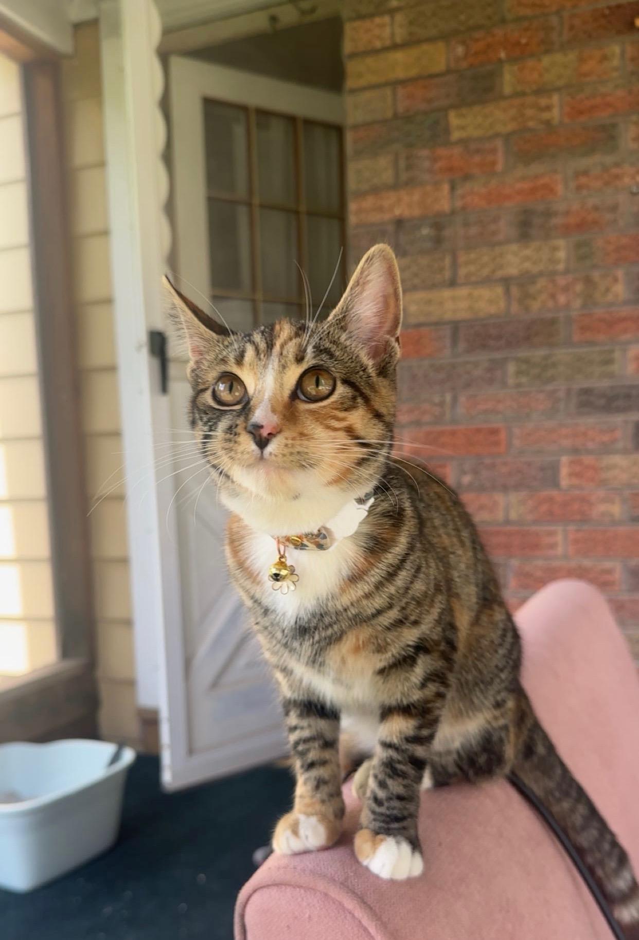 Enlarge Carrot Cake, a Adoptable Domestic Short Hair in Highland, IN image 3/4
