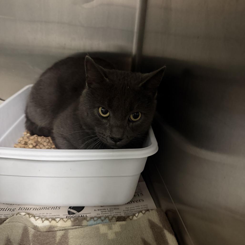 Gaston, Adoptable, Adult Male Domestic Short Hair.