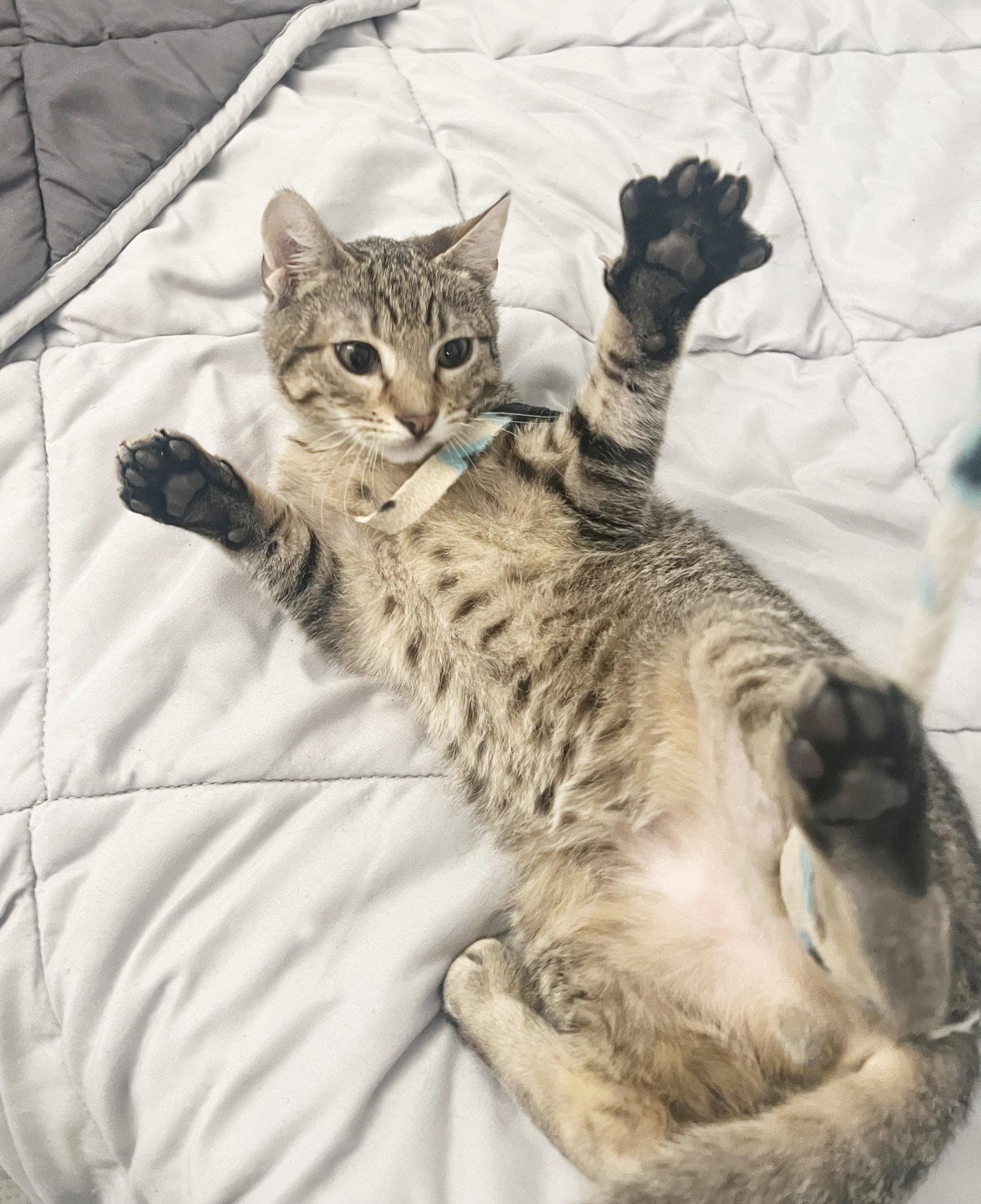 Enlarge Yule, a Adoptable Tabby in Alameda, CA image 2/3