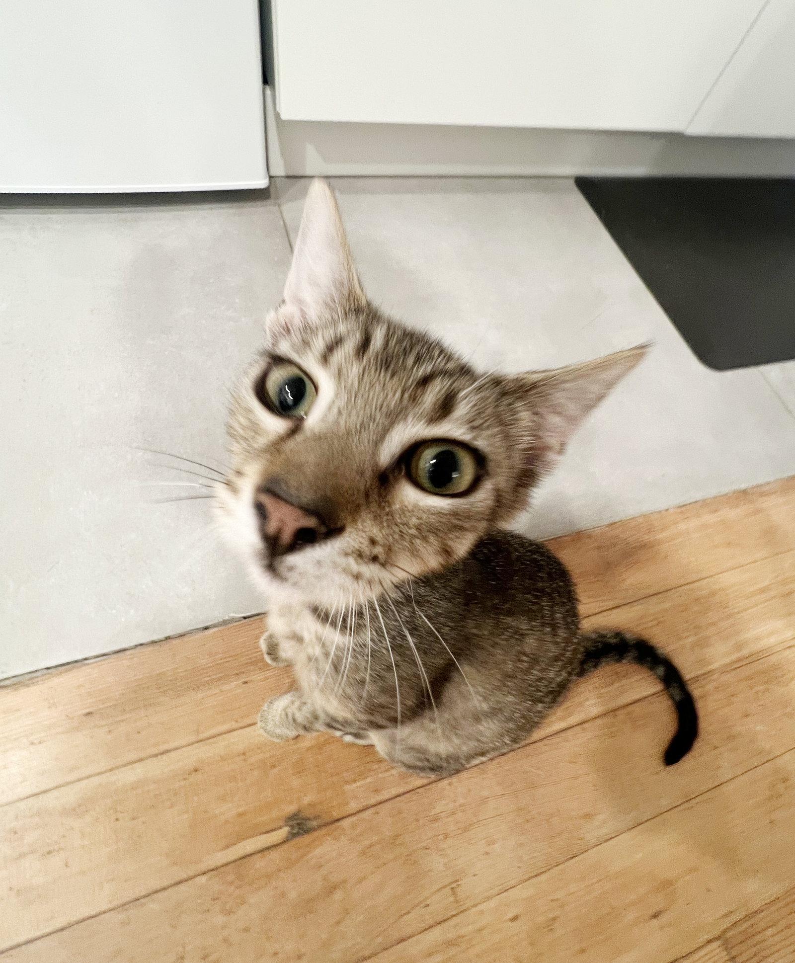 Enlarge Yule, a Adoptable Tabby in Alameda, CA image 3/3