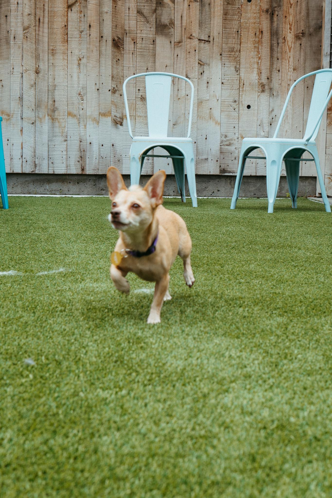 Charlie, a Adoptable mixed breed in Jackson, WY image 2/6