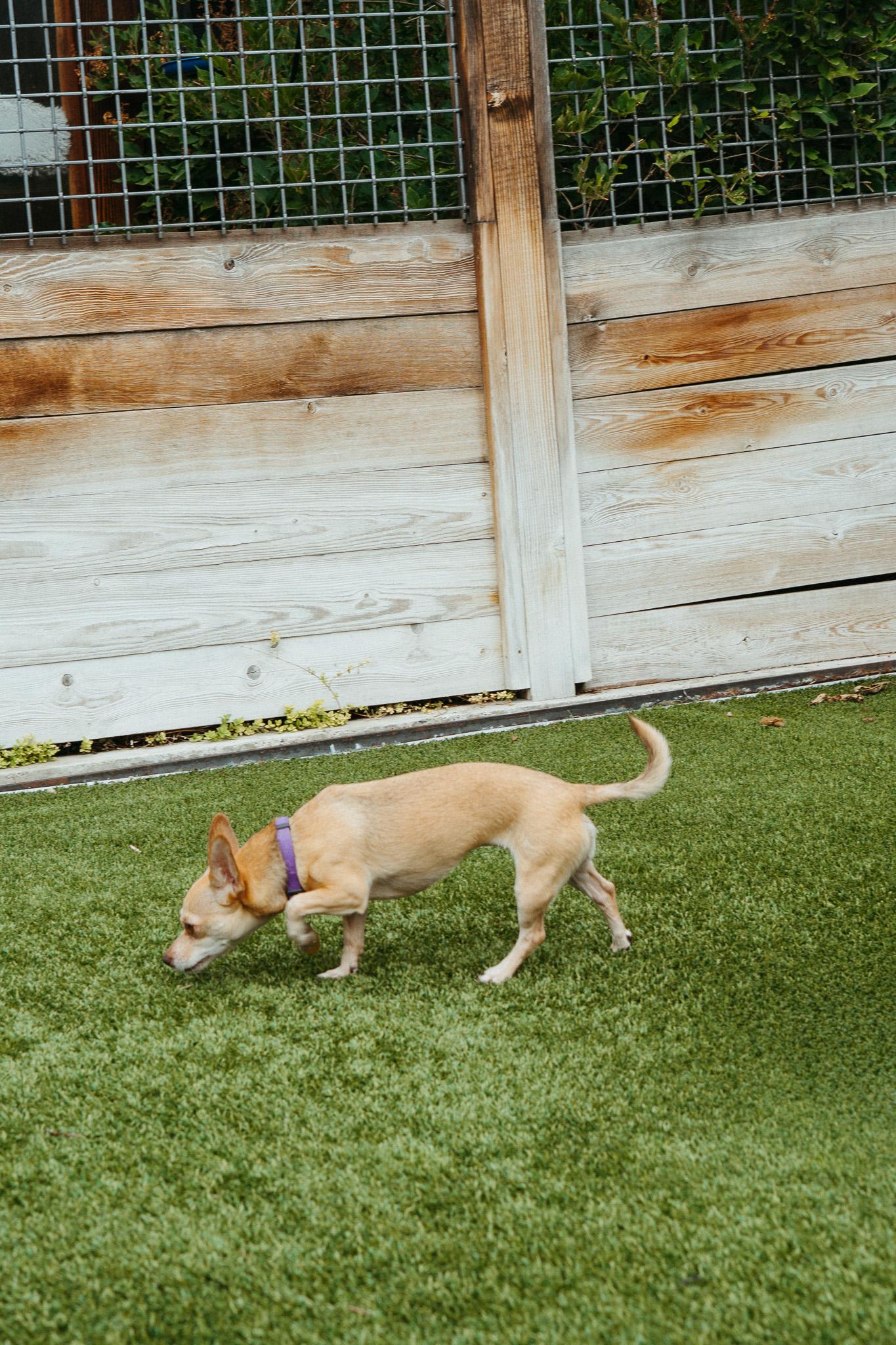 Charlie, a Adoptable mixed breed in Jackson, WY image 6/6