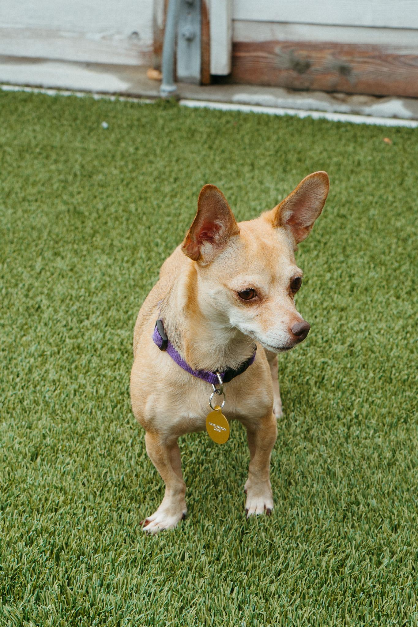 Charlie, a Adoptable mixed breed in Jackson, WY image 1/6