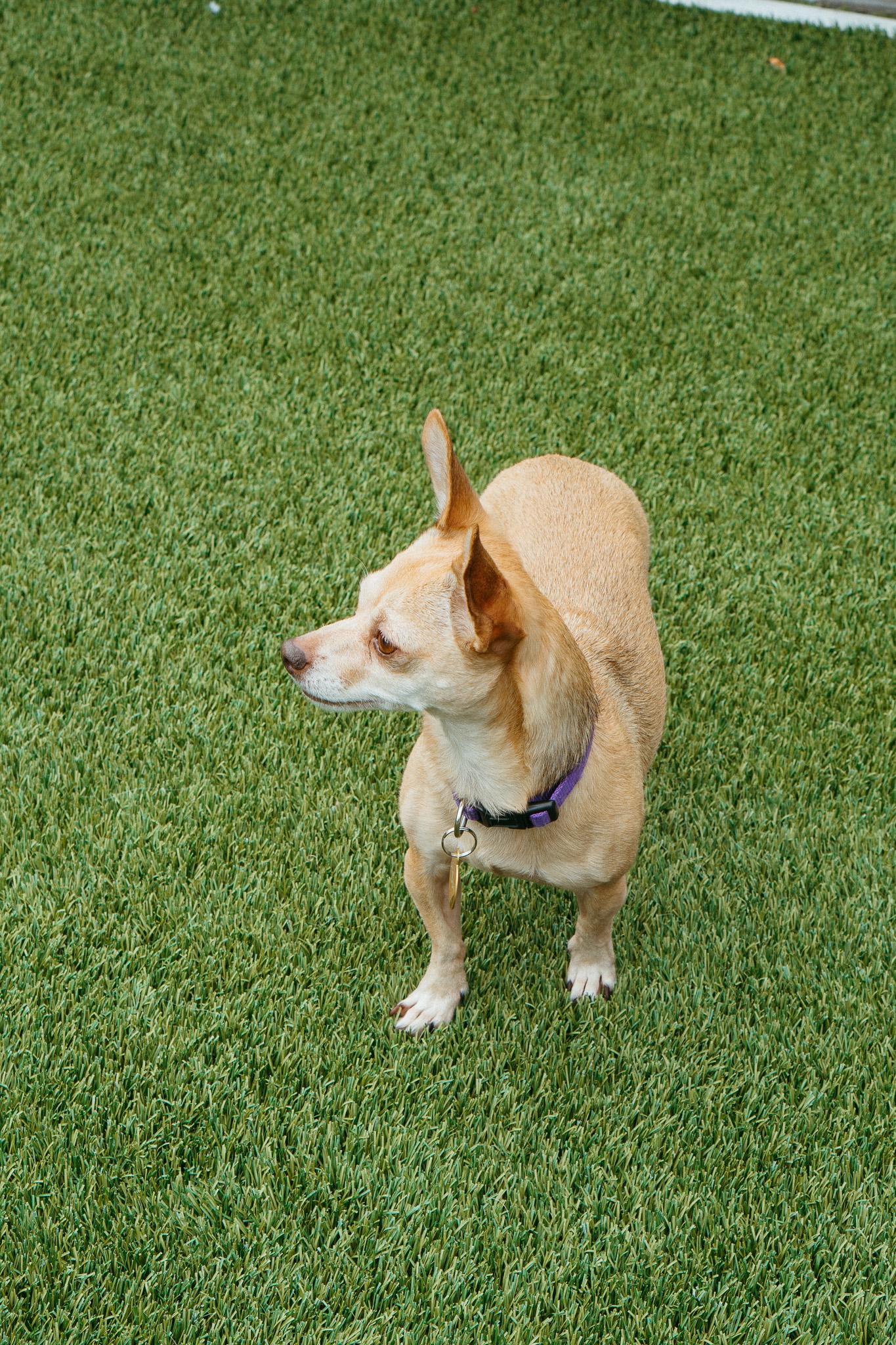 Charlie, a Adoptable mixed breed in Jackson, WY image 3/6