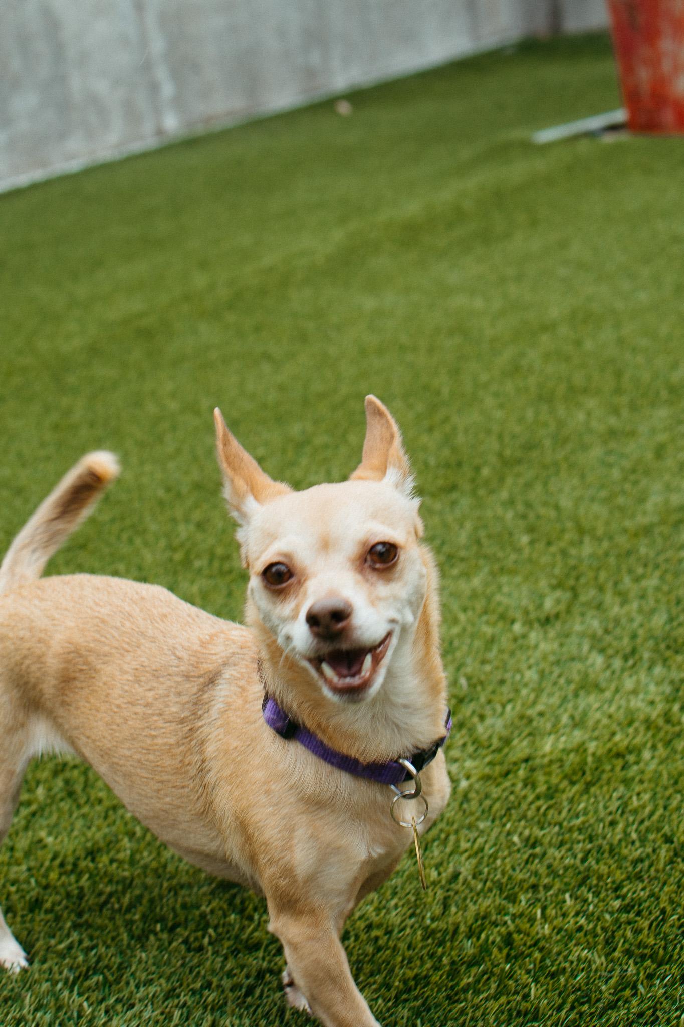 Charlie, a Adoptable mixed breed in Jackson, WY image 5/6