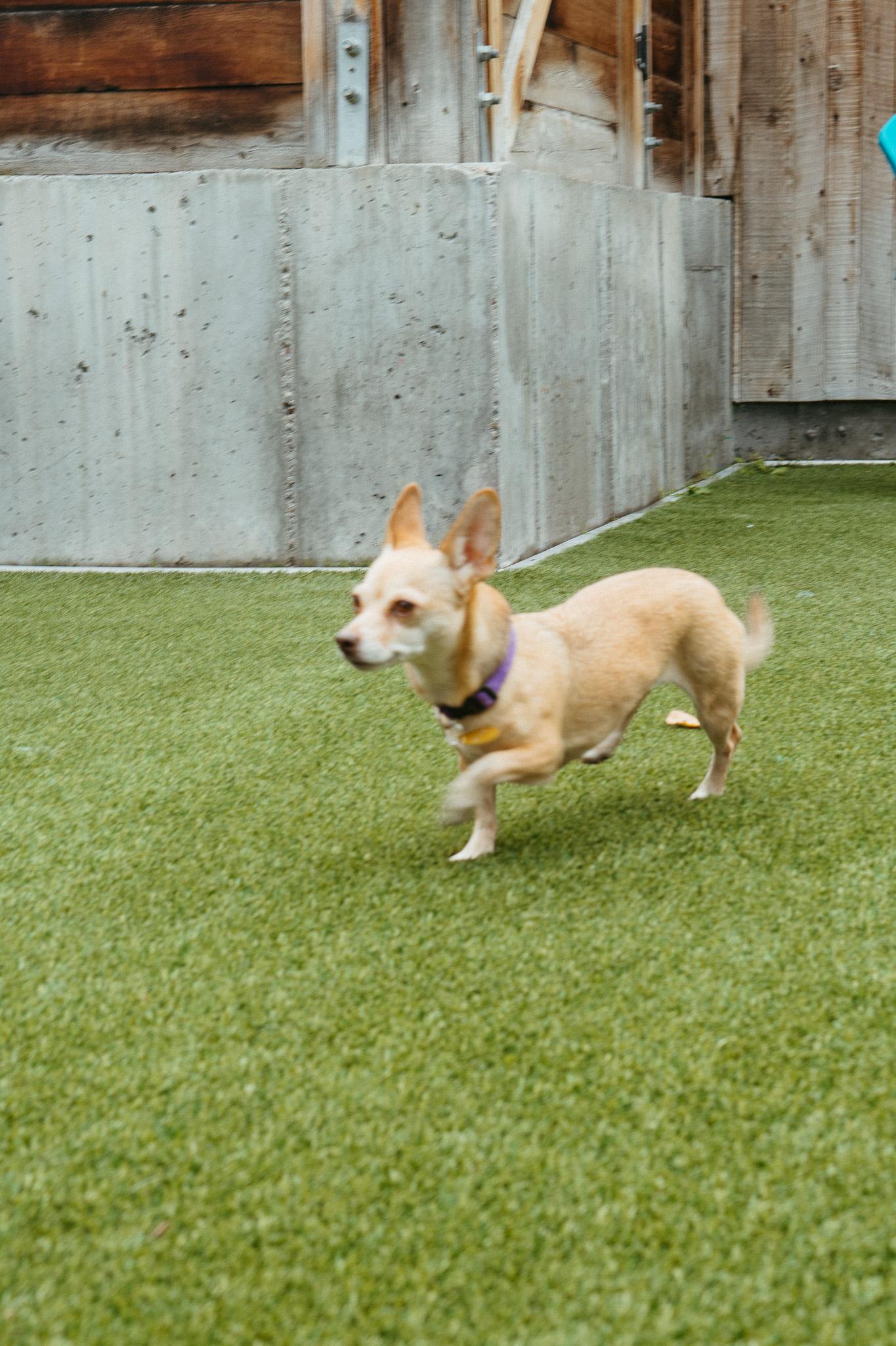 Charlie, a Adoptable mixed breed in Jackson, WY image 4/6