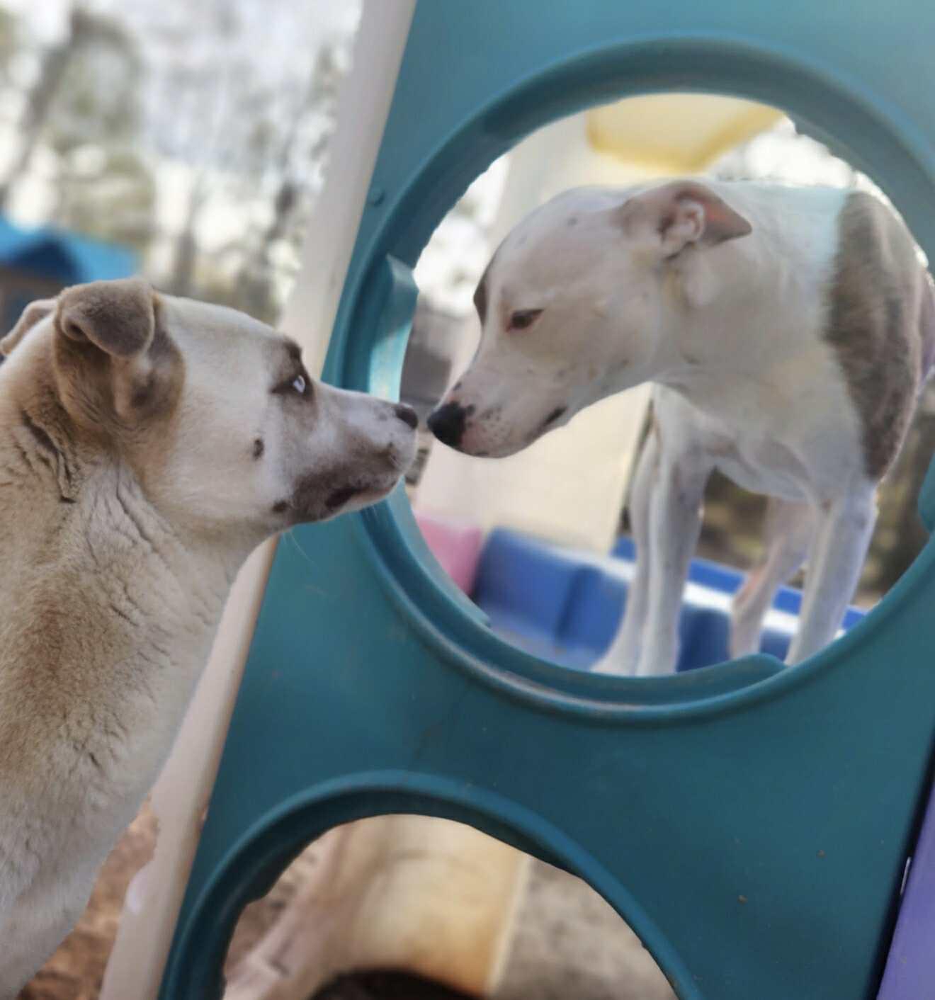 Enlarge Teddy, a ADOPTABLE mixed breed in Mount Holly, NJ image 5/6