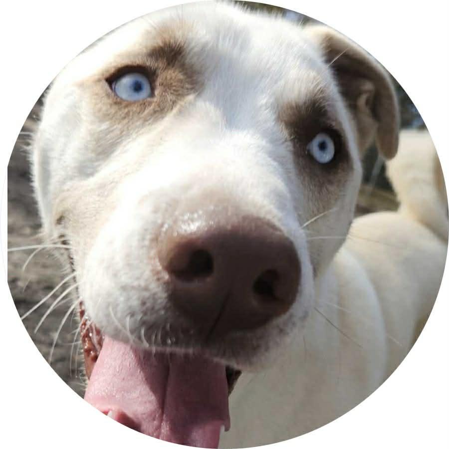 Enlarge Teddy, a ADOPTABLE mixed breed in Mount Holly, NJ image 1/6