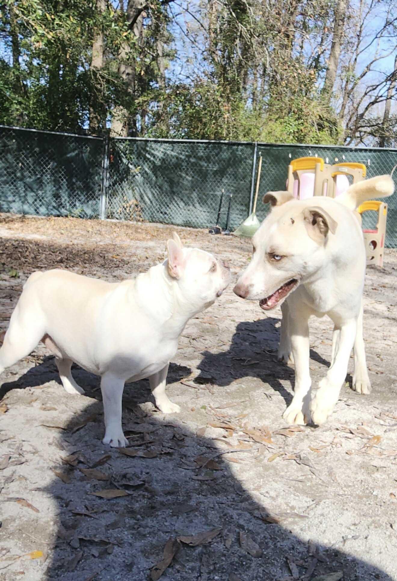 Enlarge Teddy, a ADOPTABLE mixed breed in Mount Holly, NJ image 4/6