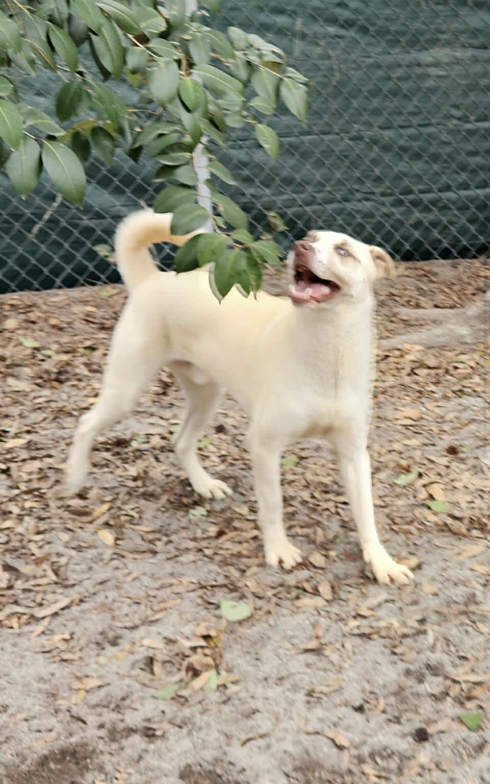 Enlarge Teddy, a ADOPTABLE mixed breed in Mount Holly, NJ image 6/6