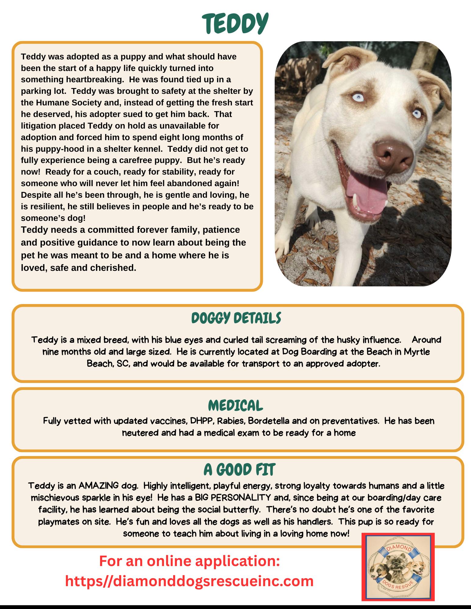 Enlarge Teddy, a ADOPTABLE mixed breed in Mount Holly, NJ image 2/6