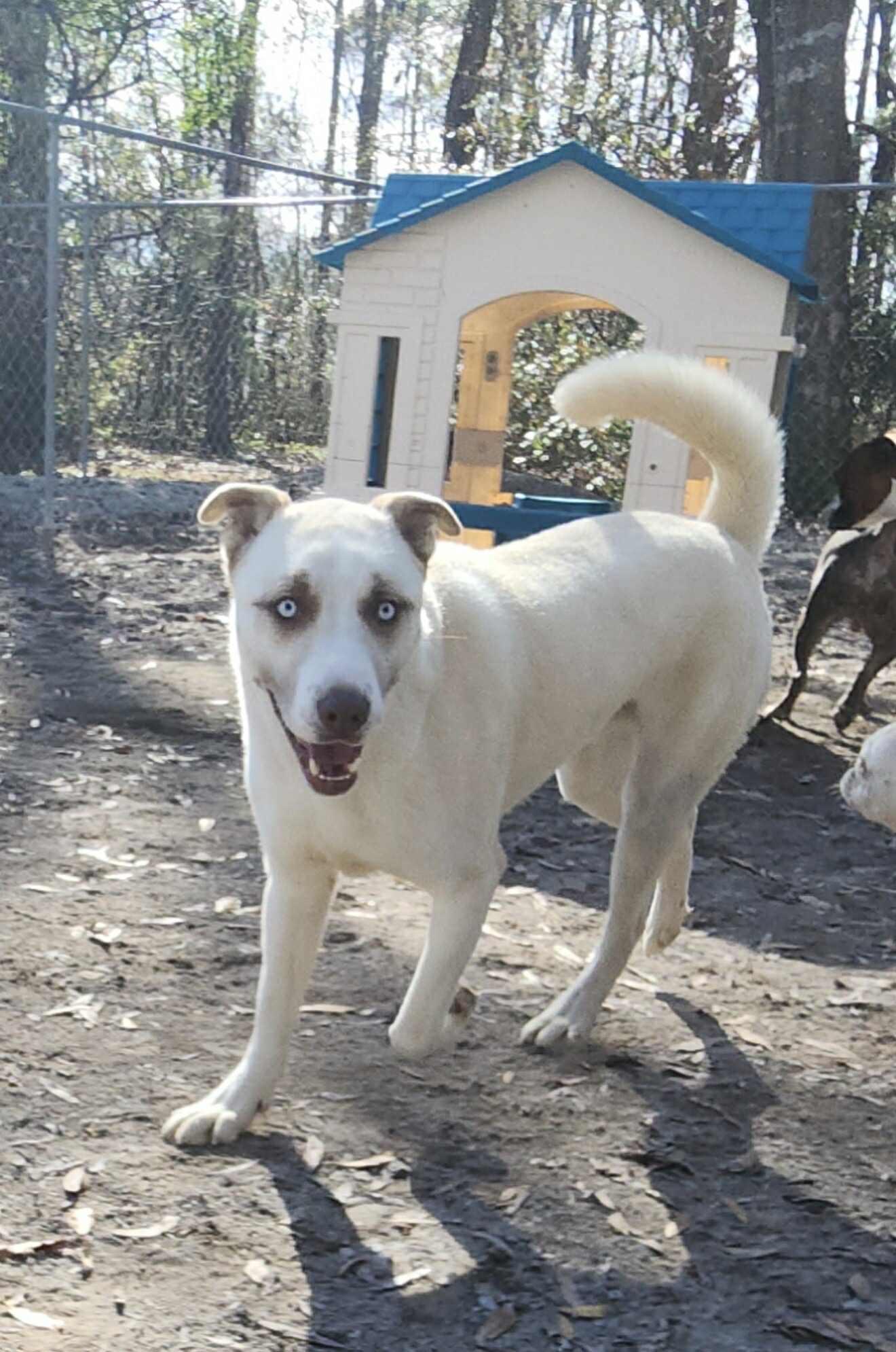 Enlarge Teddy, a ADOPTABLE mixed breed in Mount Holly, NJ image 3/6