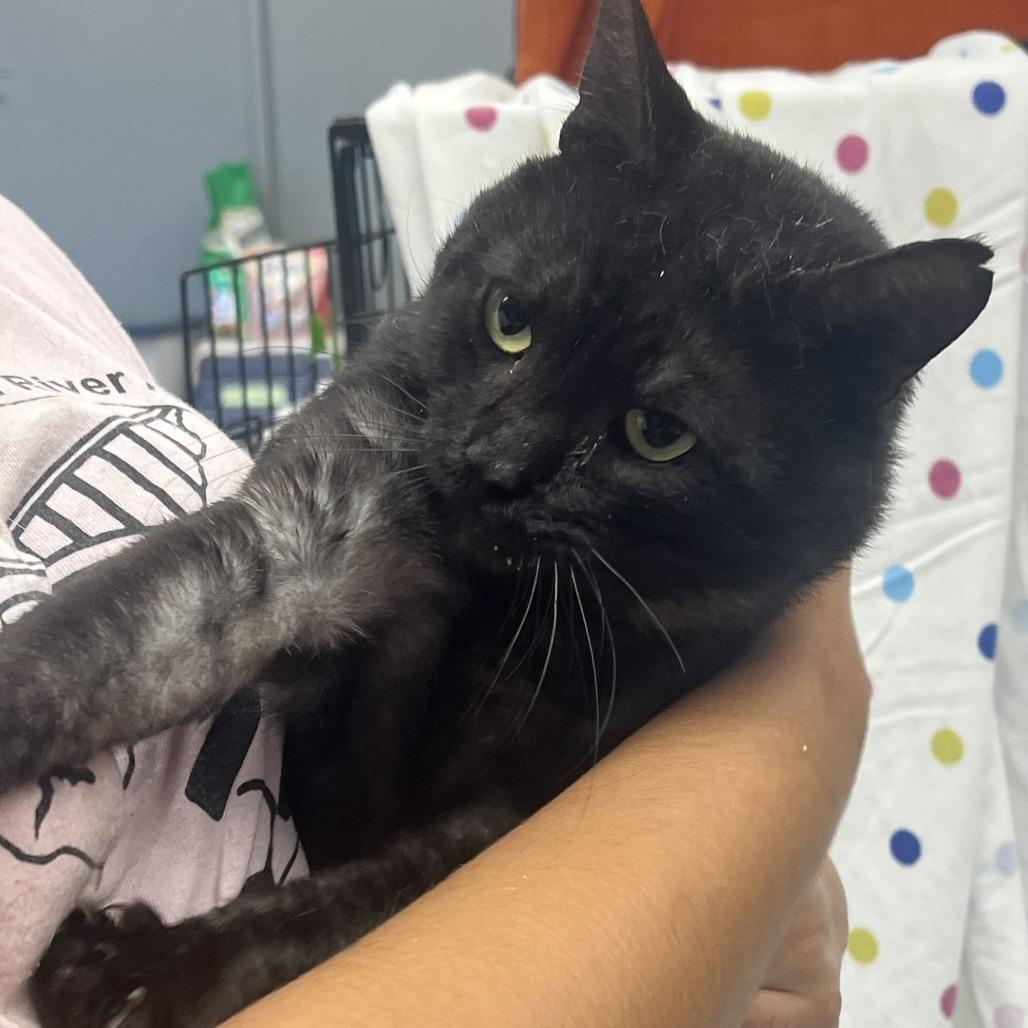 Sebastian, Adoptable, Kitten Male Domestic Short Hair.