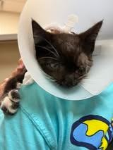 Enlarge INDIGO, a Adoptable Domestic Short Hair in Chillicothe, OH image 1/1