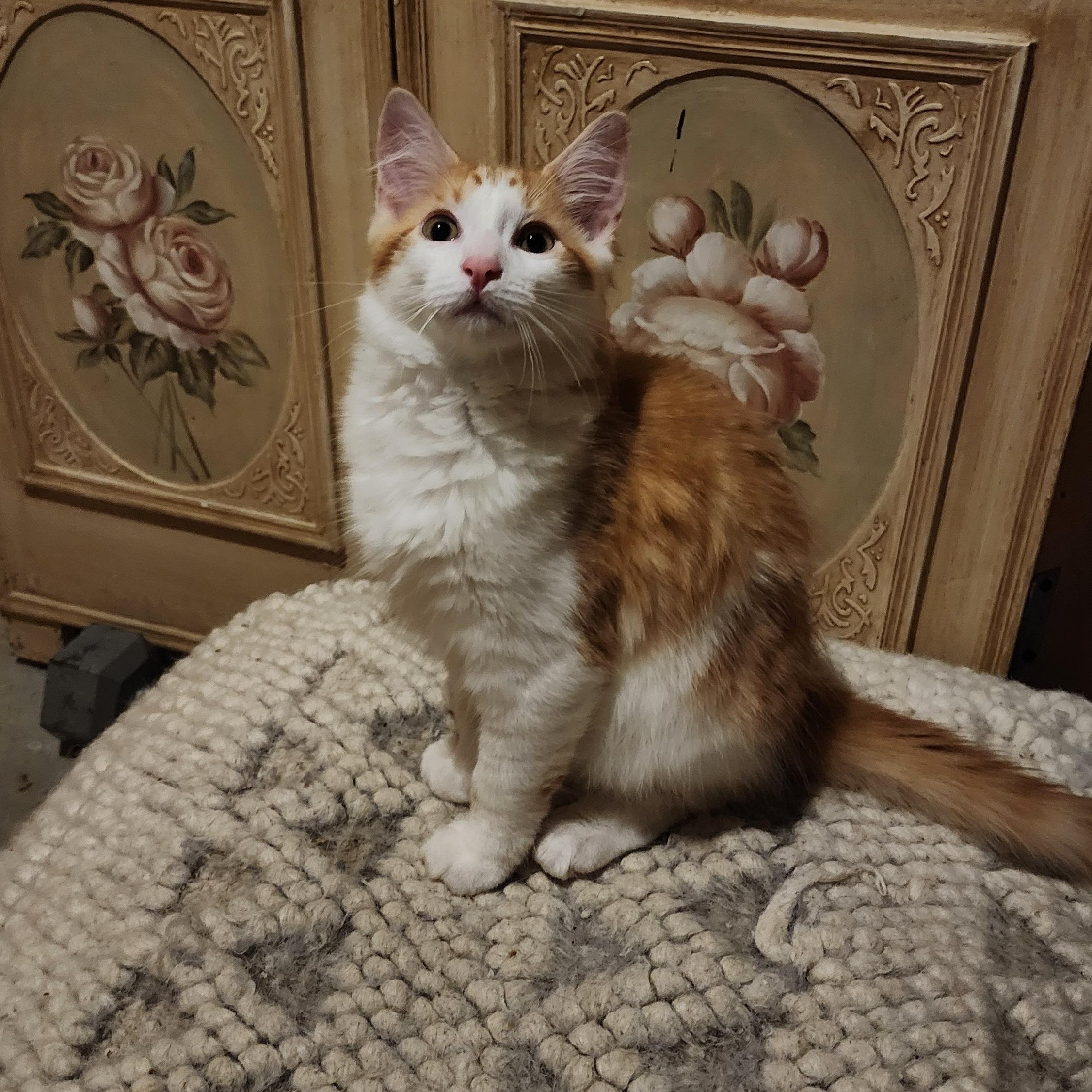 Enlarge Goldie, an adopted mixed breed in Mayfield, NY image 3/3