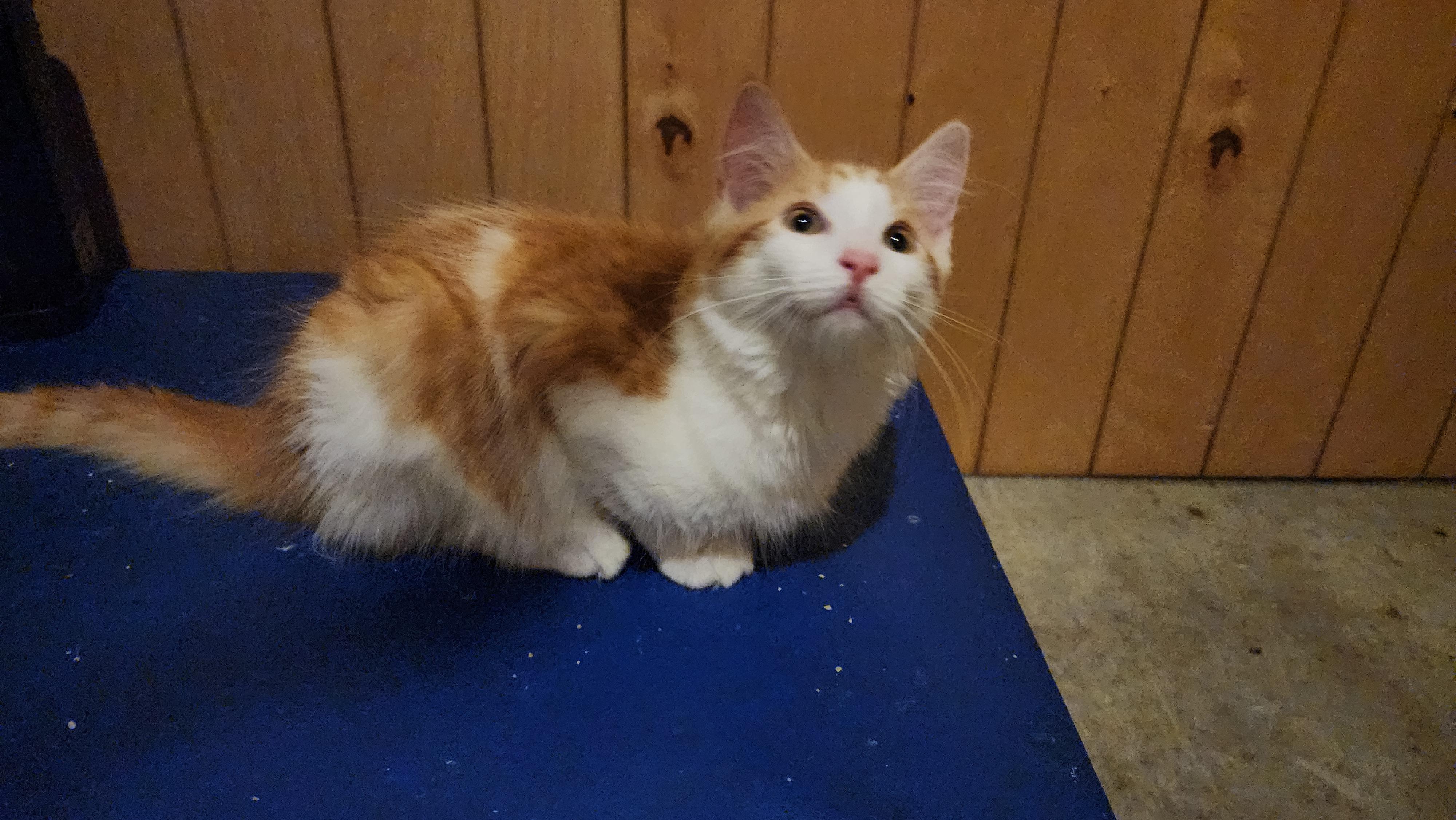 Enlarge Goldie, an adopted mixed breed in Mayfield, NY image 2/3