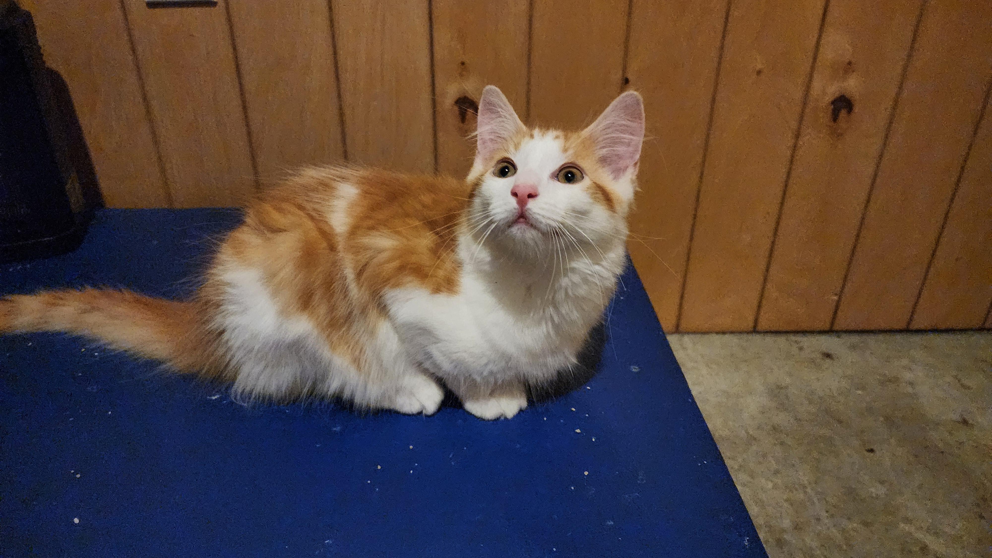 Goldie, adopted, Kitten Male Domestic Long Hair.