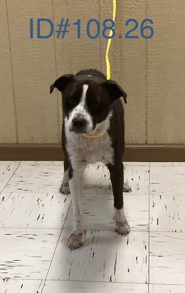 Enlarge #108.26, a ADOPTABLE mixed breed in Kerrville, TX image 1/1