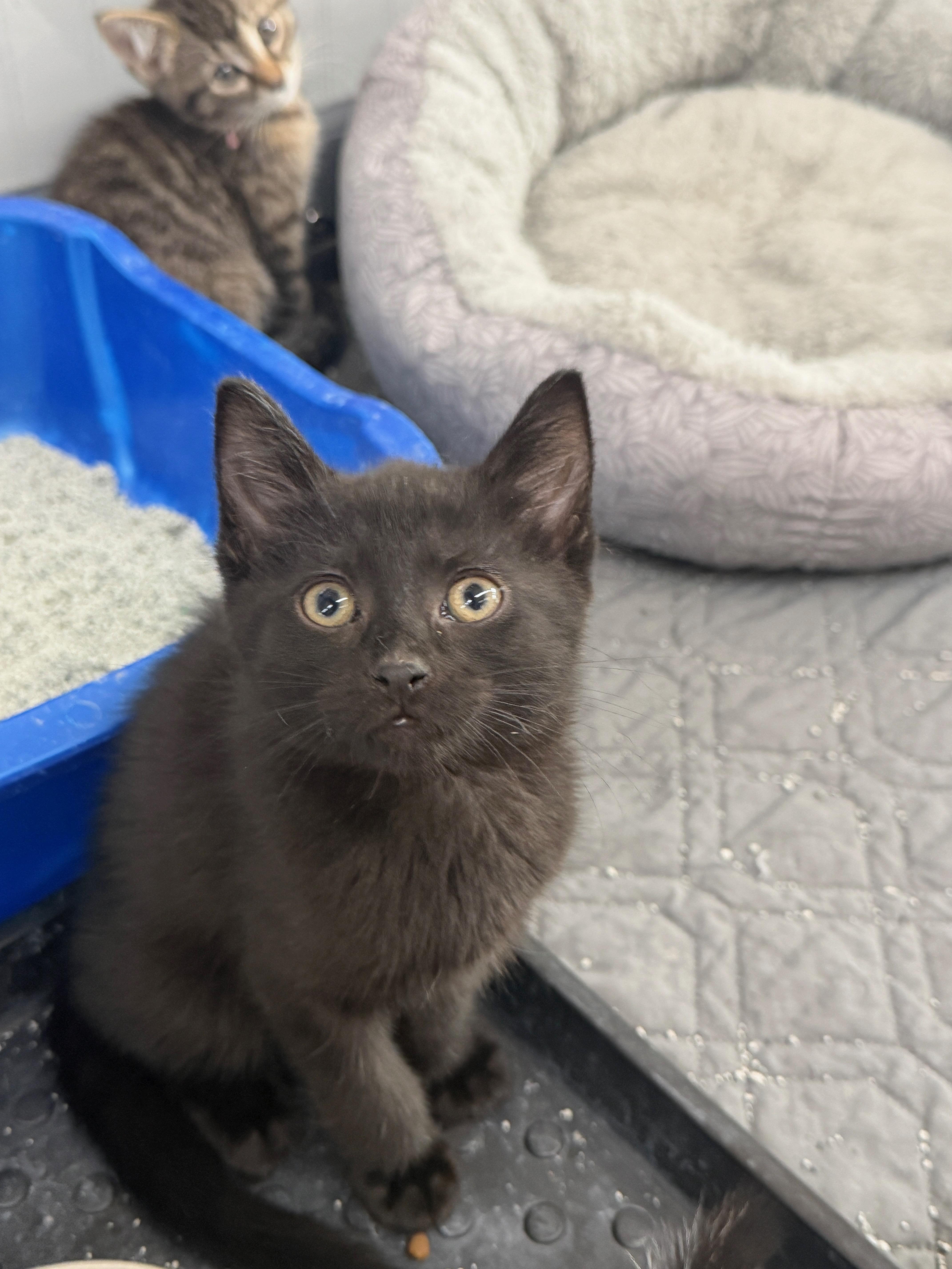 Hunter, Adoptable, Kitten Male Domestic Short Hair.