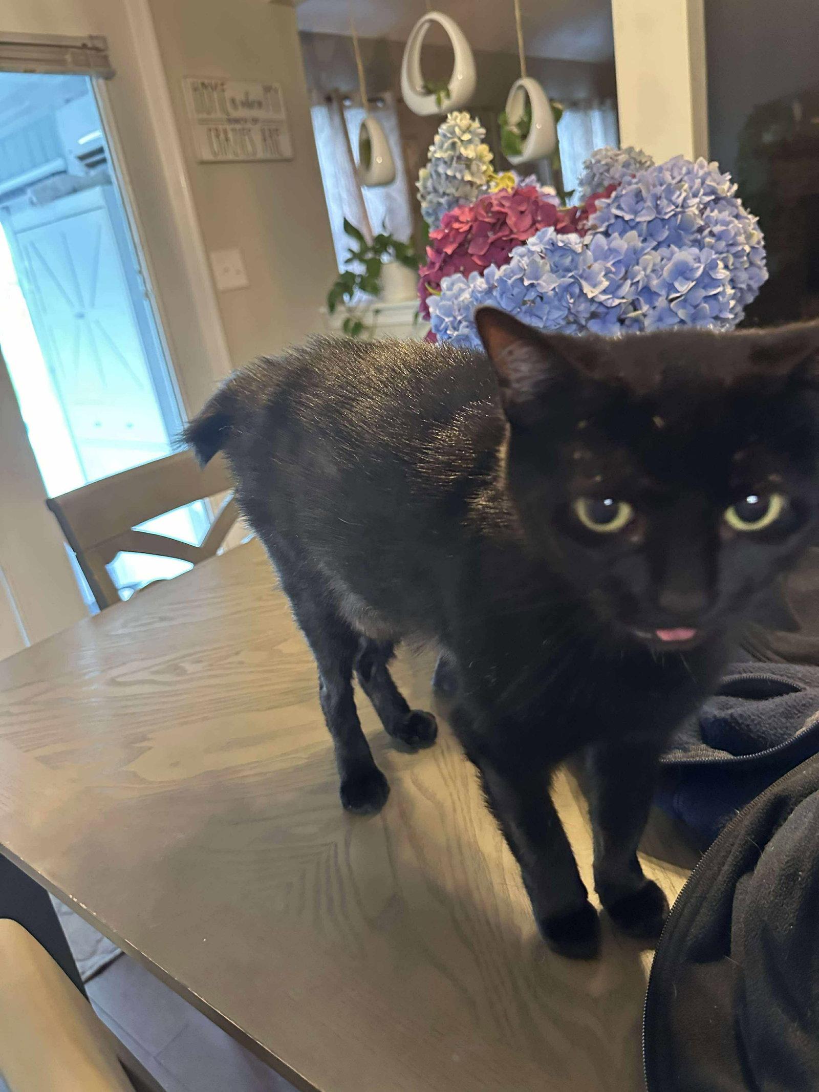 Pants, Adoptable, Adult Female American Shorthair & Manx.
