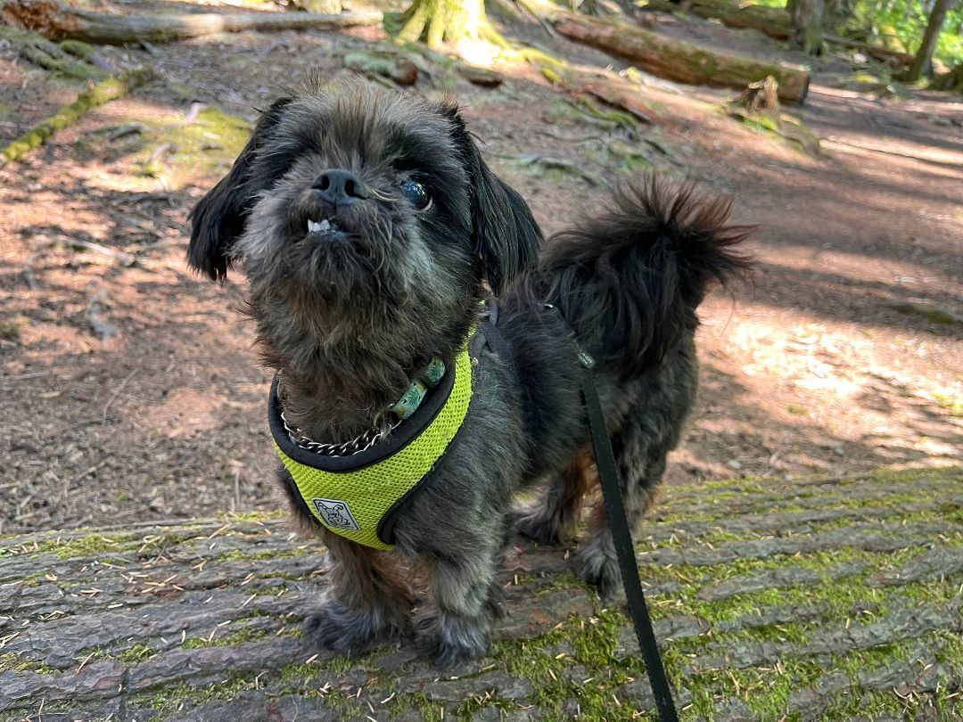 Molly, Adopted, Senior Female Shih Tzu & Pug.