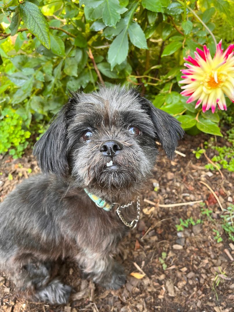 Molly, a Adopted mixed breed in Vancouver, BC image 3/3
