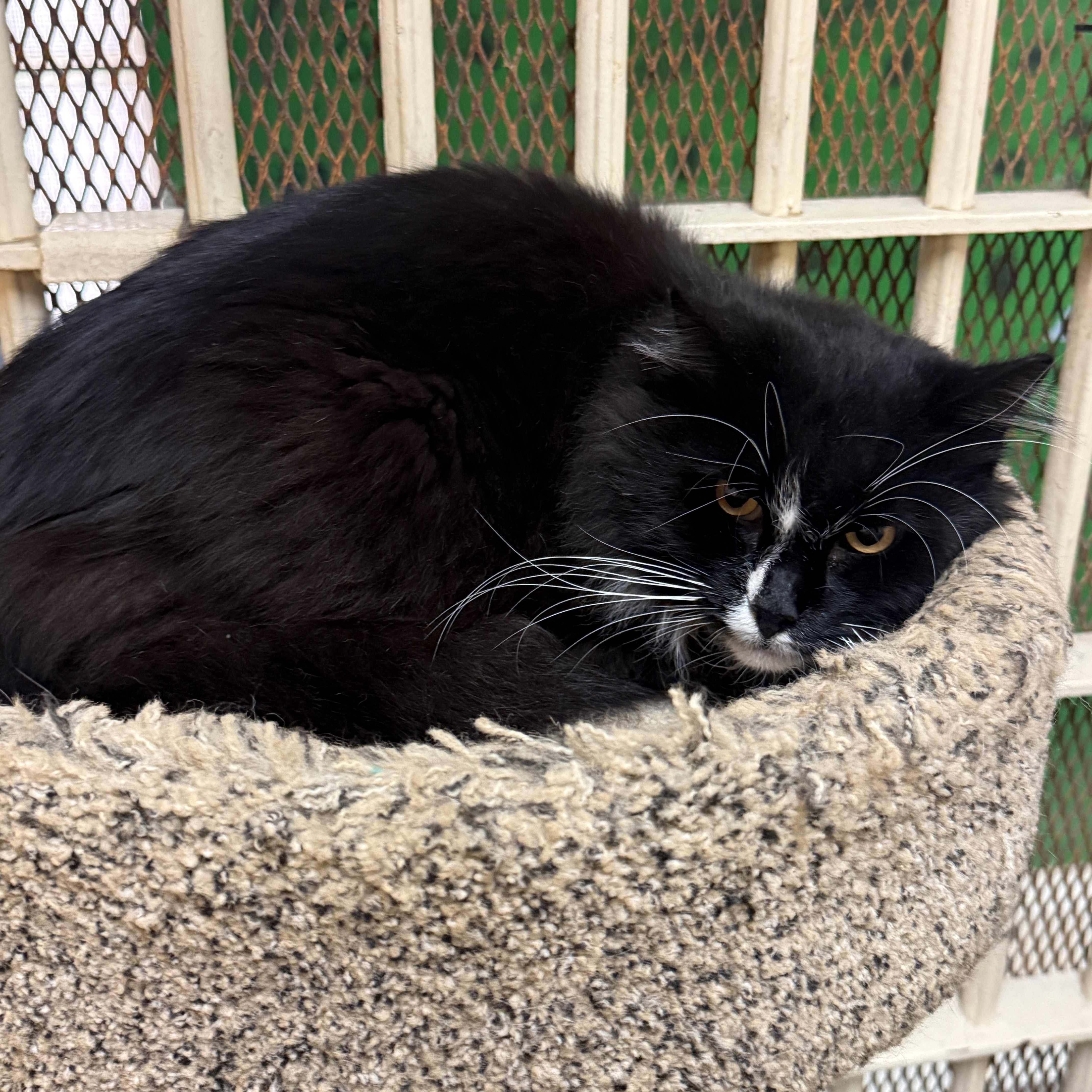 Enlarge Blue 4247, an adopted Domestic Long Hair in Phoenix, AZ image 1/3