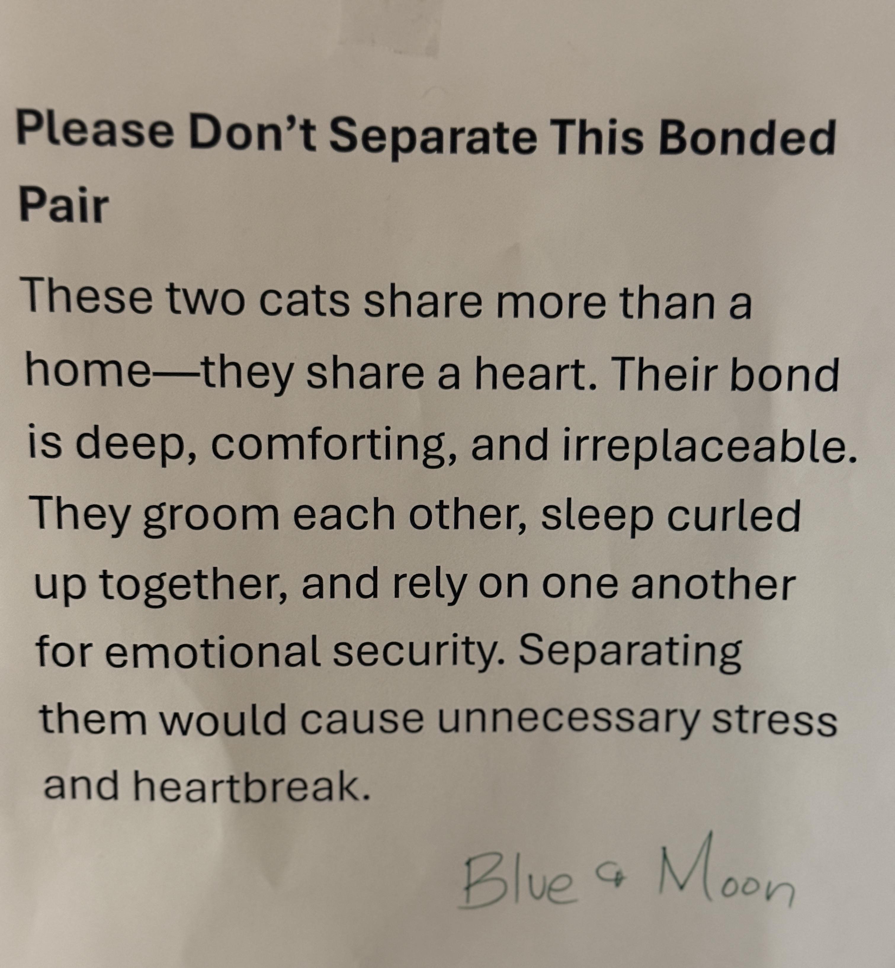 Enlarge Blue 4247, an adopted Domestic Long Hair in Phoenix, AZ image 3/3