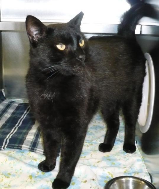 Anthony, Adopted, Senior Male Domestic Short Hair.