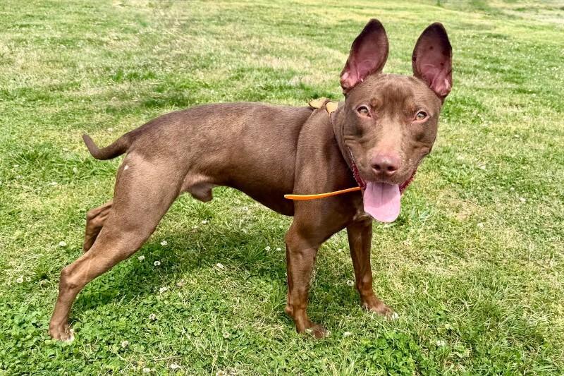 Enlarge Ares, a Adoptable Pit Bull Terrier in Maryville, TN image 1/6