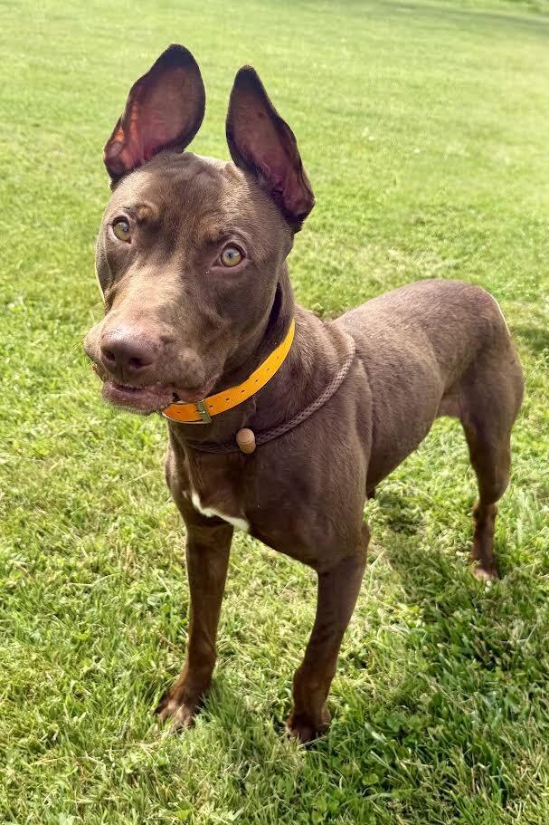 Enlarge Ares, a Adoptable Pit Bull Terrier in Maryville, TN image 2/6