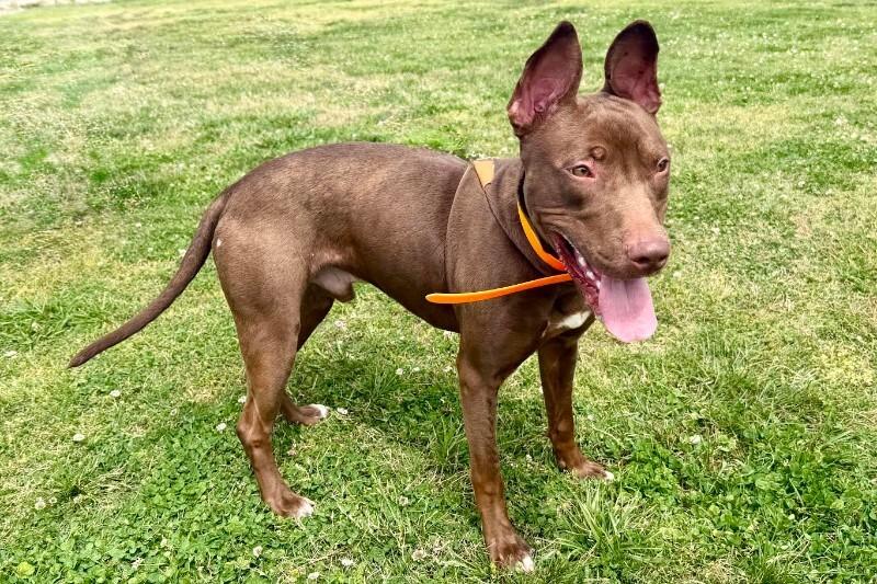 Enlarge Ares, a Adoptable Pit Bull Terrier in Maryville, TN image 5/6